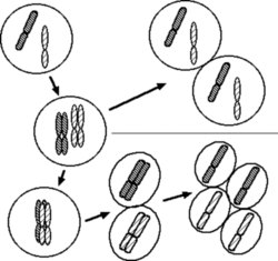 250px-Chromosomes_in_mitosis_and_meiosis